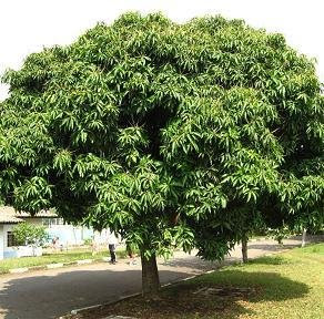 Mangoes Tree