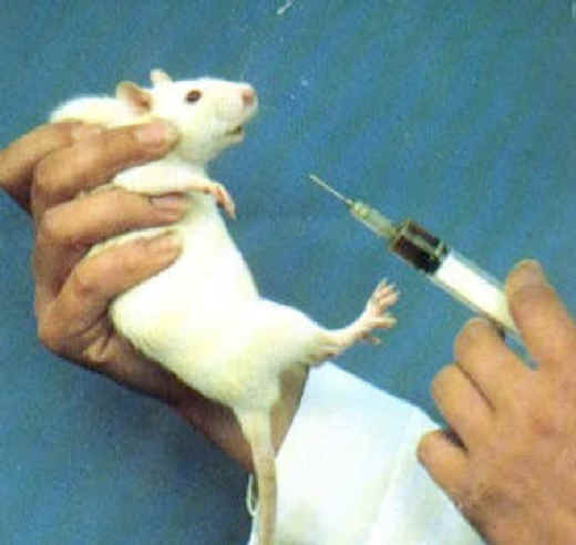 Medical Testing On Animals