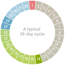 Menstrual Cycle Chart Fertile Days