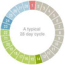 Menstrual Cycle Chart Ovulation
