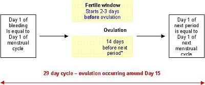 Menstrual Cycle Chart Ovulation