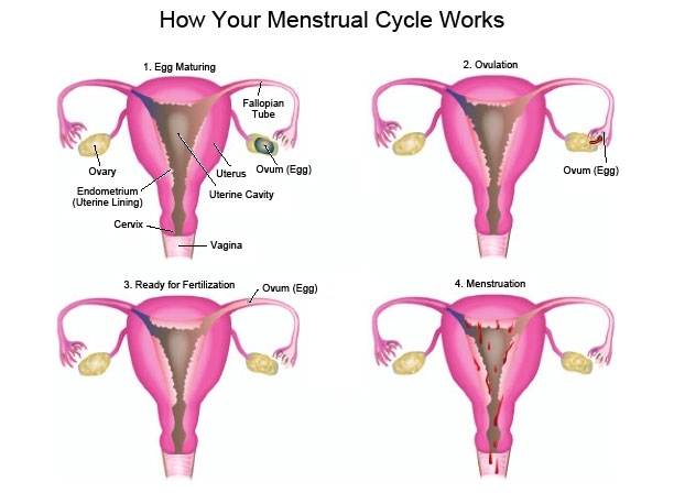 Menstrual Cycle Diagram For Kids