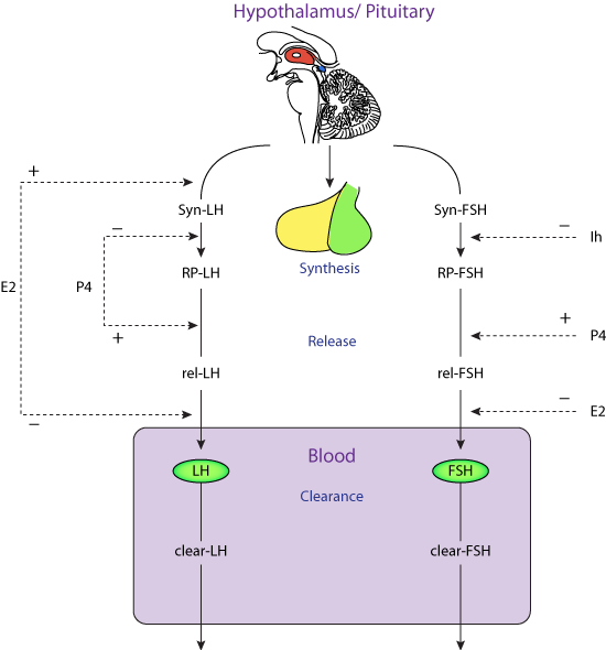 Menstrual Cycle Diagram Hormones