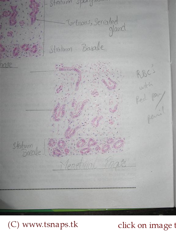 Menstrual Cycle Diagram Uterus