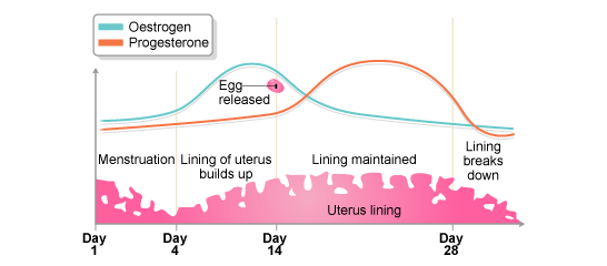 Menstrual Cycle Hormones Explained