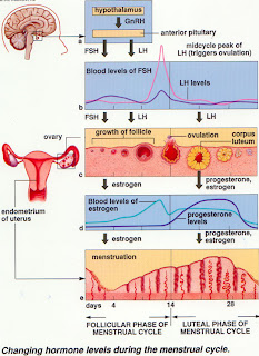 Menstrual Cycle Hormones