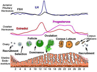 Menstrual Cycle Hormones