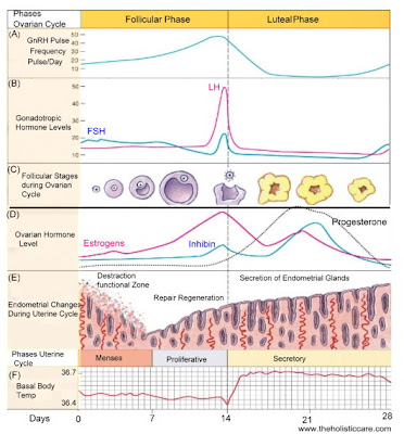 Menstrual Cycle Phases