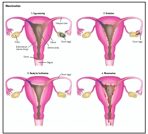 Menstrual Cycle Stages And Symptoms