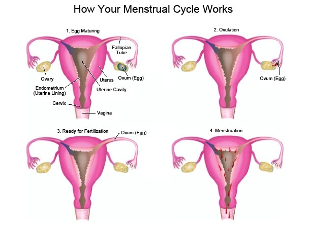 Menstrual Cycle Stages Chart