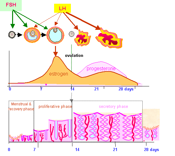 Menstrual Cycle Stages Diagram