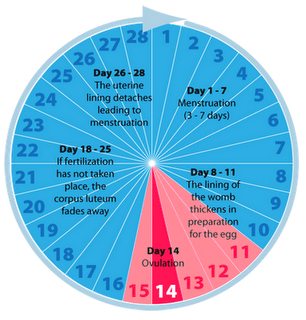 Menstrual Cycle Stages Discharge