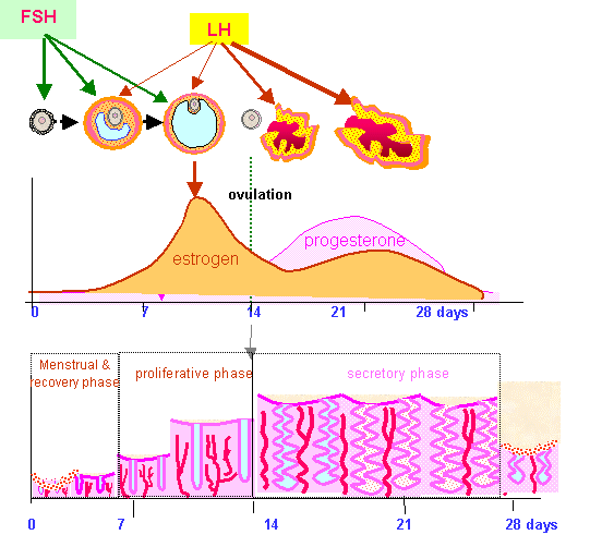 Menstrual Cycle Stages