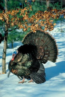 Mn Dnr Turkey Application