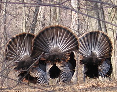 Mn Dnr Turkey Lottery