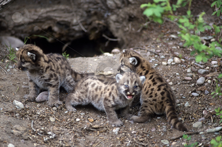 Mountain Lion Cubs