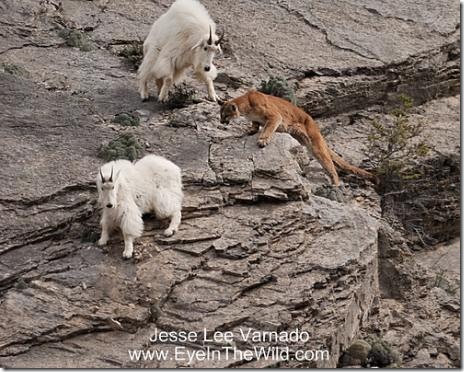 Mountain Lion Habitat