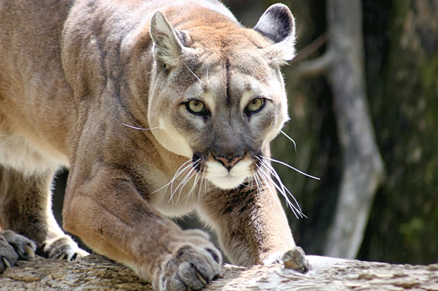 Mountain Lion Habitat