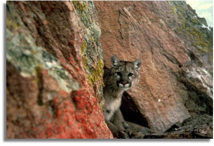 Mountain Lion Habitat