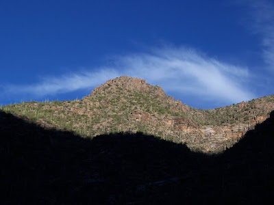 Mountain Lion Habitat