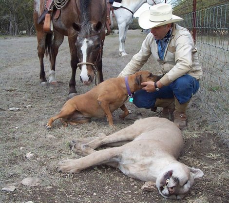 Mountain Lion Habitat