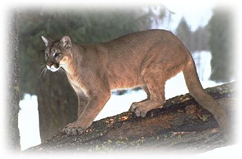 Mountain Lion Pictures Pa