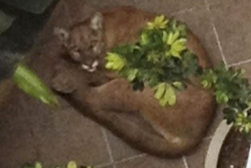 Mountain Lion Santa Monica Shot