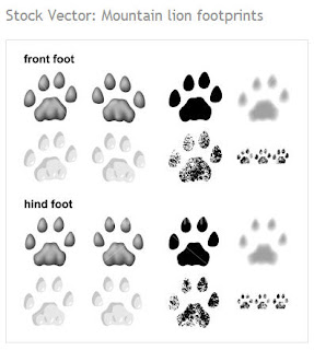 Mountain Lion Tracks Vs Dog