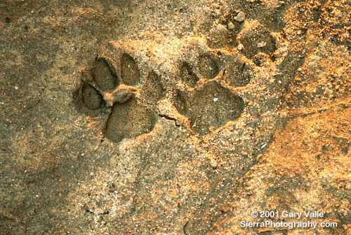 Mountain Lion Tracks Vs Dog