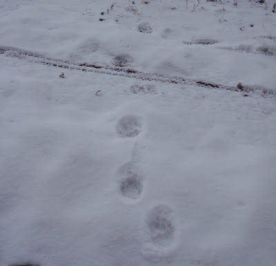 Mountain Lion Tracks Vs Dog