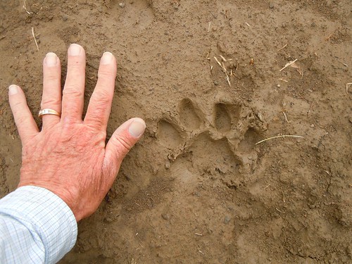 Mountain Lion Tracks Vs Dog