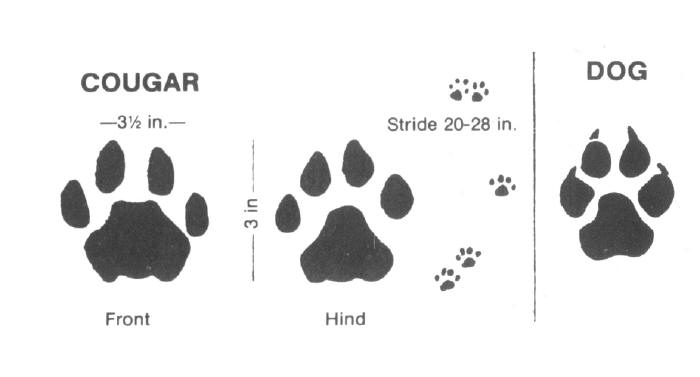 Mountain Lion Tracks Vs Dog