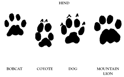 Mountain Lion Tracks Vs Dog