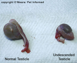 Normal Testis Size Human