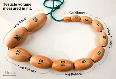 Normal Testis Size Men