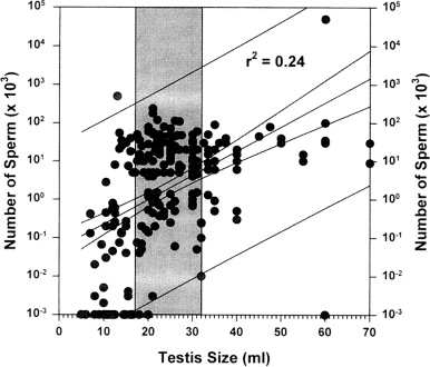 Normal Testis Size Men