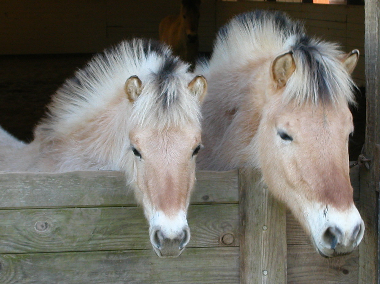 Norwegian Fjord Horse For Sale