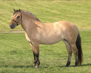 Norwegian Fjord Horse