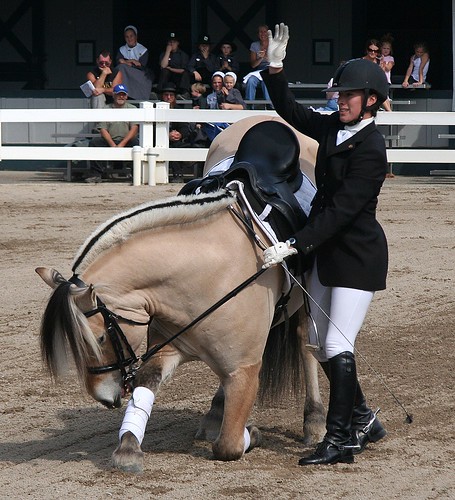 Norwegian Fjord Horse