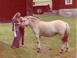 Norwegian Fjord Horse Temperament