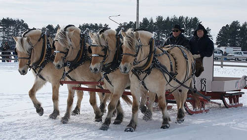 Norwegian Fjord Horse Temperament