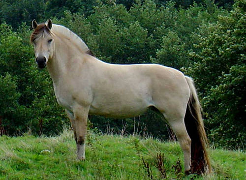 Norwegian Fjord Pony