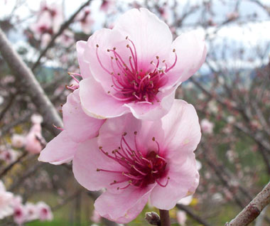 Peach Blossom Flower Tattoo