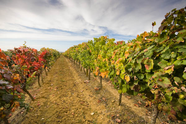 Pictures Of French Vineyards