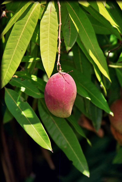 Pictures Of Mangoes Fruit