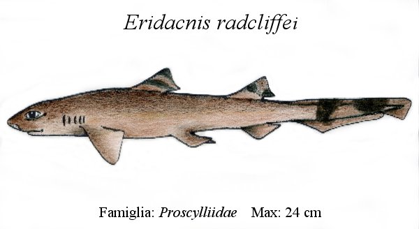 Pygmy Lanternshark