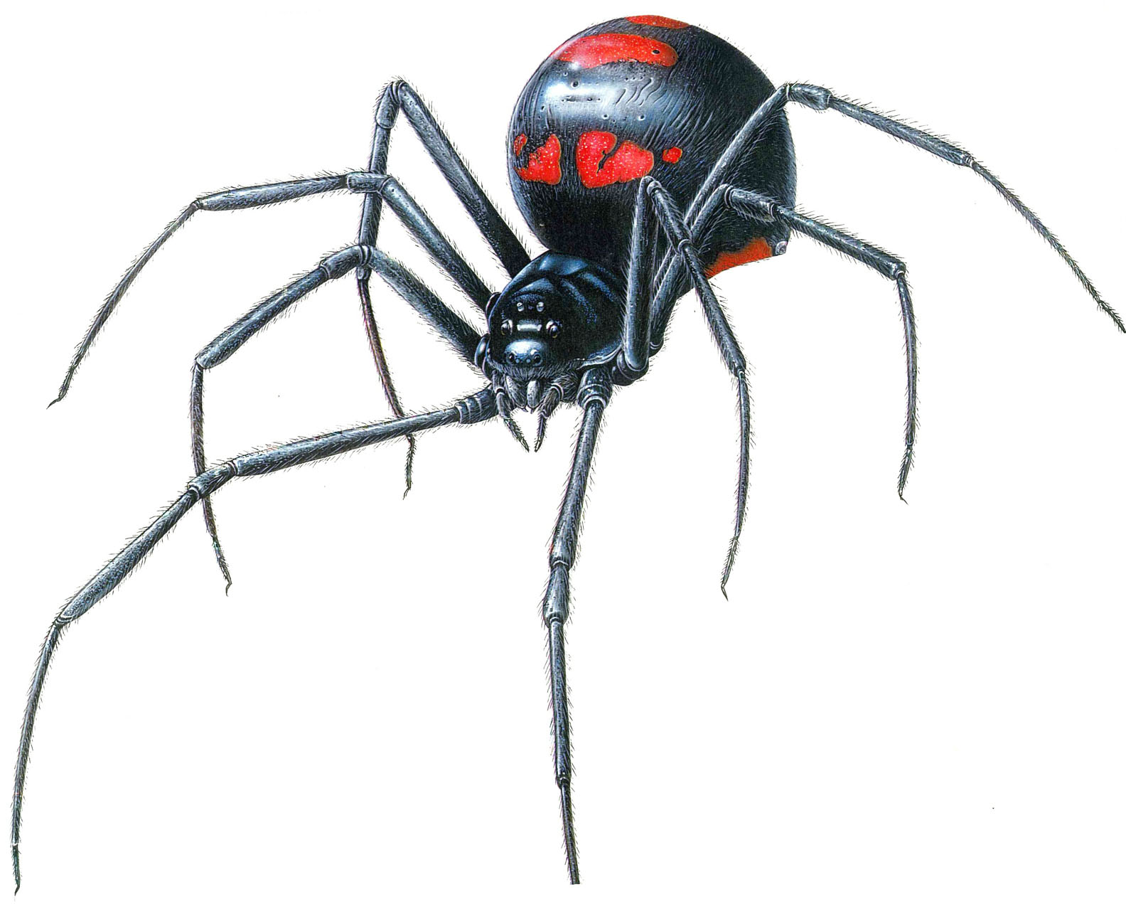 Realistic Black Widow Spider Tattoo