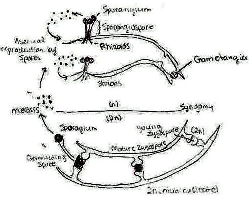 Rhizopus Nigricans Phylum