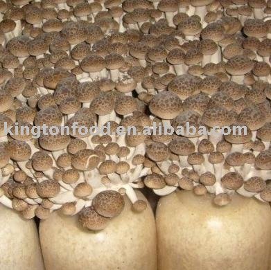 Shimeji Mushroom Nutrition