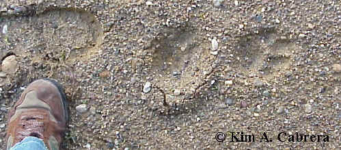 Size Of Mountain Lion Tracks